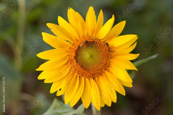 Obraz beautiful sunflower and bee