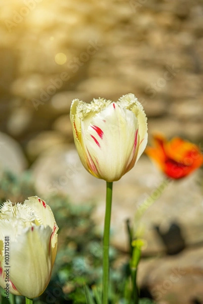 Fototapeta Close-up view of a white tulip in the garden on a sunny day.