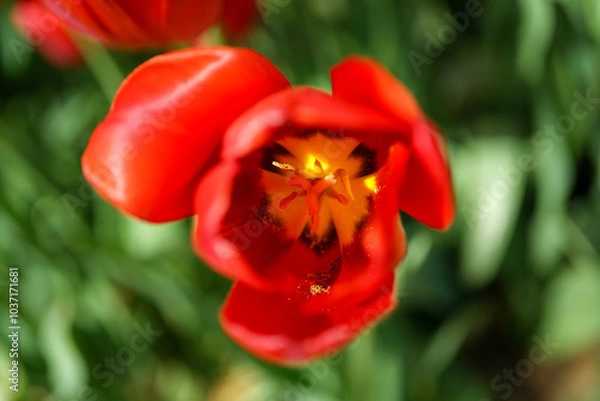 Fototapeta Top view of a red tulip with a sunny garden background. Inside of a yellow tulip.