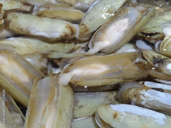 Obraz Razor Clam