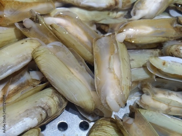 Obraz Razor Clam