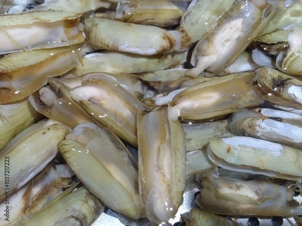 Obraz Razor Clam