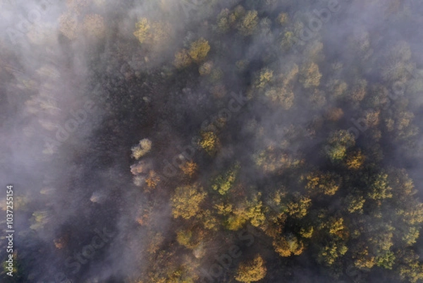 Obraz Aerial top down view of autumn misty forest canopy