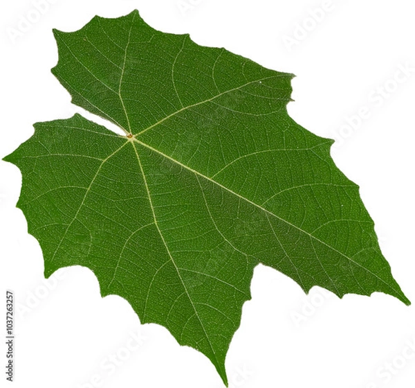 Fototapeta Green leaf texture on transparent background, PNG