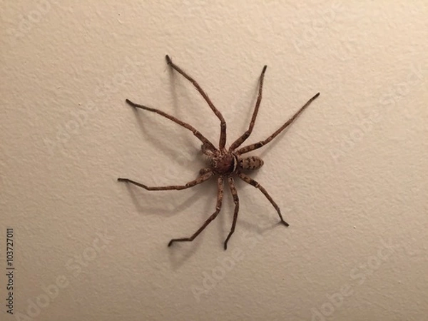 Obraz Huntsman Spider on White Wall