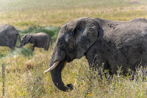 Fototapeta African Elephant with cubs at Serengeti National Park during daytime.
