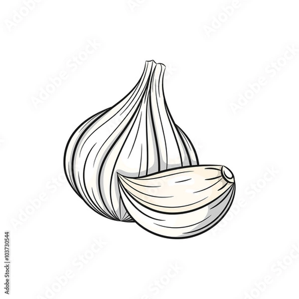 Obraz Vector garlic illustration on white background