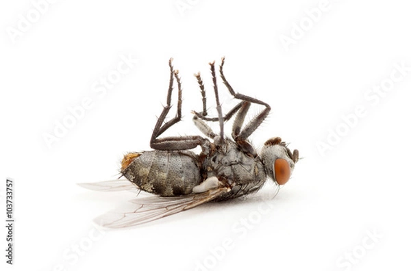 Obraz Dead Fly Izolowany na białym tle