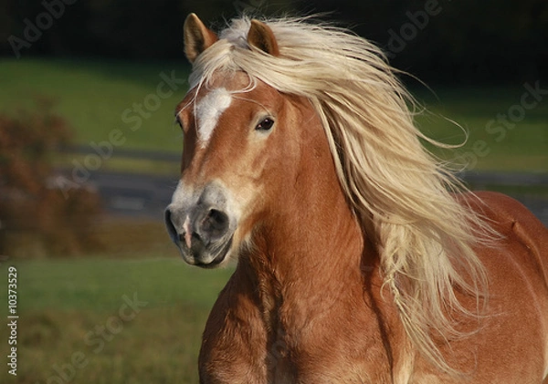 Obraz Haflinger