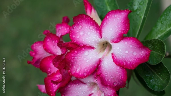 Obraz Azalea flowers.