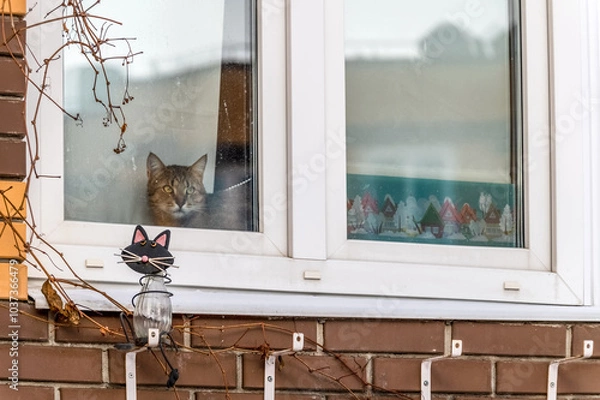 Fototapeta A cat is visible behind the glass of the window, looking out into the street