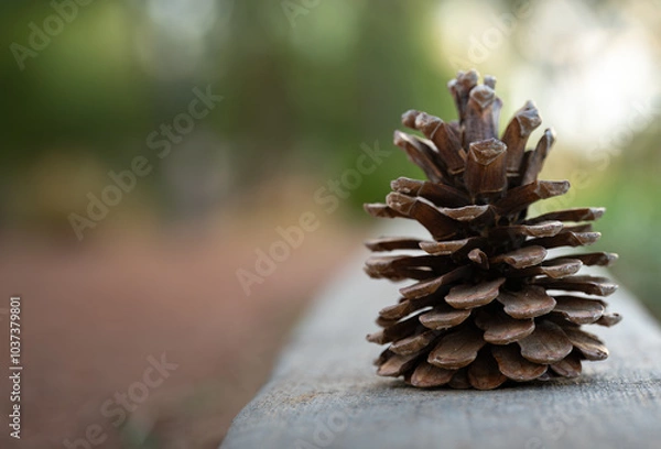 Fototapeta Closeup of Pinecone on Concrete Path