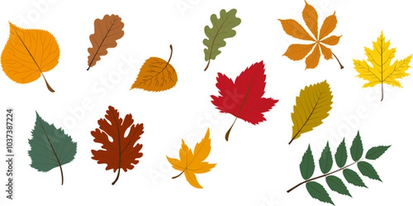 Fototapeta Set of autumn leaves from different trees, oak, maple, chestnut. Simple, yellow, red, orange fall leaf set for pattern, banner, sticker, Hello autumn card. Flat vector illustration on white background