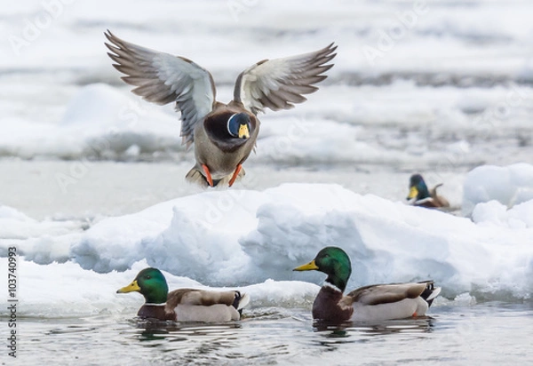 Obraz Mallards