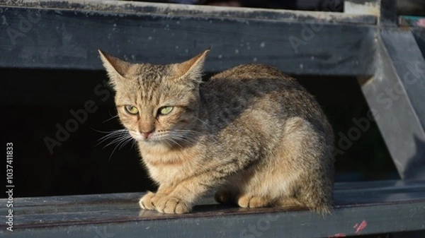 Obraz hungry stray cat sitting quietly outdoors in the gentle glow of the evening. The serene atmosphere of the nice day contrasts with the cat's longing gaze