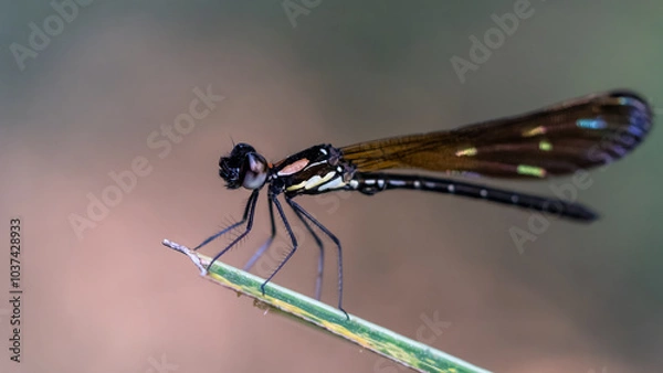 Fototapeta Small and long dark red dragonfly, a rare species
