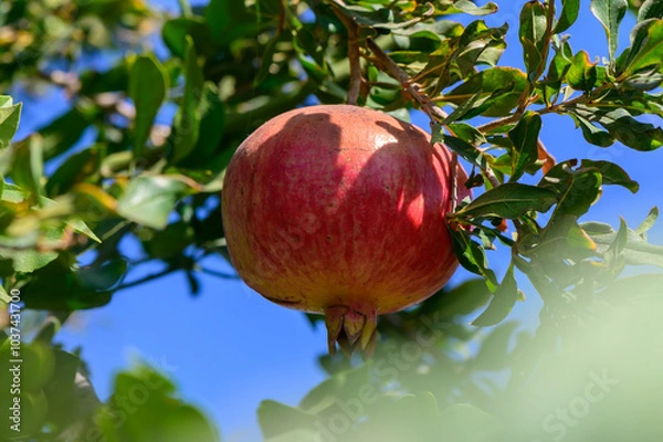 Fototapeta A vibrant apple hangs from its branch under a clear blue sky in an orchard during a sunny autumn afternoon