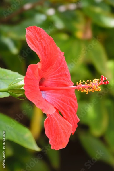 Obraz Red Hibiscus Flower facing right