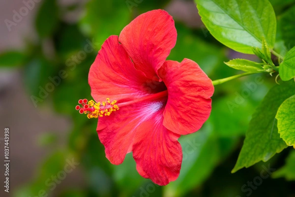 Obraz Red Hibiscus Flower facing left