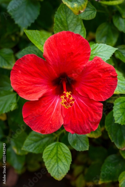 Obraz Red Hibiscus Flower facing front