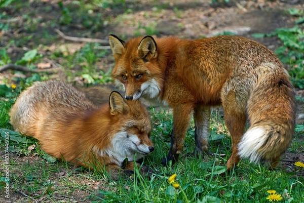 Fototapeta Red fox (Vulpes vulpes)