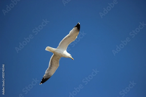 Obraz Flying Seagull Bird
