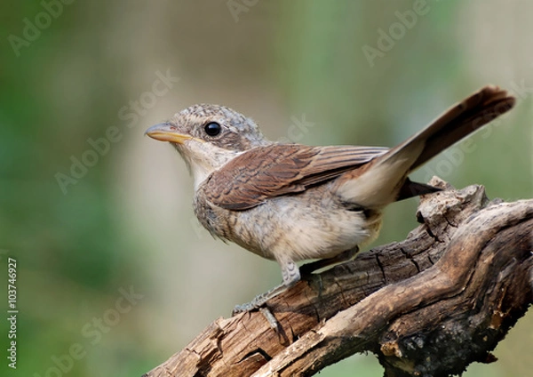 Obraz Red-backed Shanimalsrike