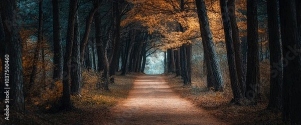 Obraz Path through the Woods