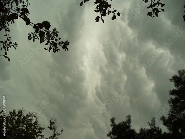 Fototapeta Grey stormy sky with rainy clouds and dark branches trees - natural composition. Topics: storm, threatening sky, weather, meteorology, atmosphere, air space, season, summer