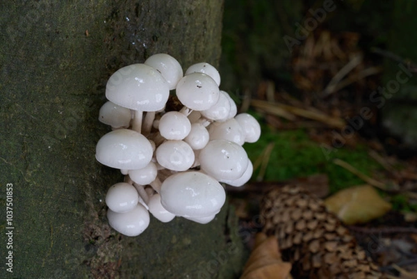 Fototapeta Oudemansiella mucida mushroom on the beech tree. Known as porcelain mushroom. Group of white mushrooms in beech forest.