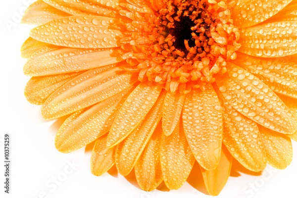 Obraz detail of orange daisy with water drops isolated