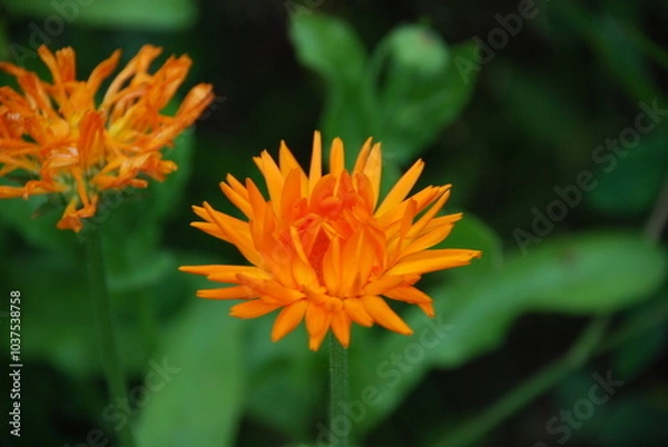 Fototapeta Calendula terry or marigold. Herbaceous medicinal plant of the Calendula species of Asteraceae family. Medium-sized flowers with thin long orange petals and an orange core. Green grass grows around.