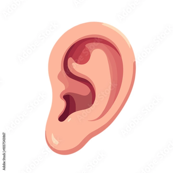 Fototapeta Anatomical illustration of human ear in vector style