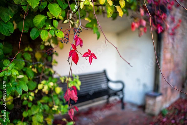 Fototapeta Red leaves and bench in autumnal October