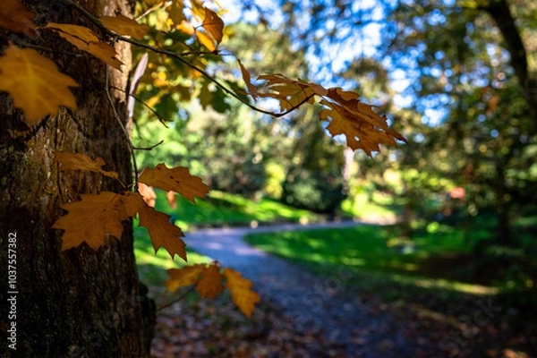 Fototapeta Autumnal leaves on a tree in the parl