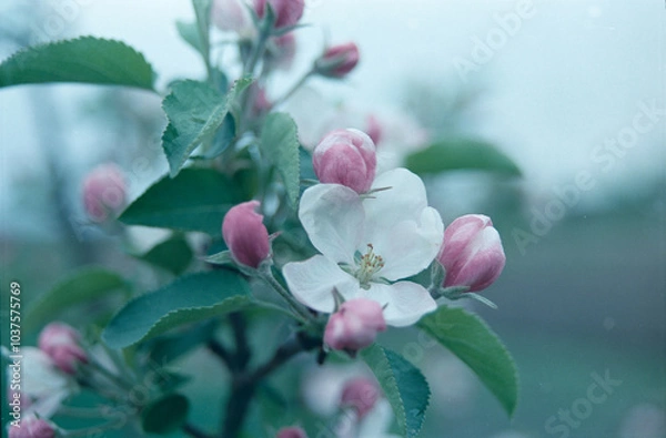Obraz Apple blossoming close-up