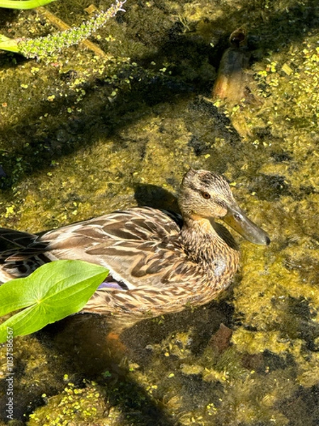 Obraz mallard duck