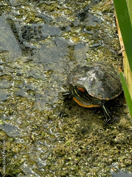 Obraz turtle swamp