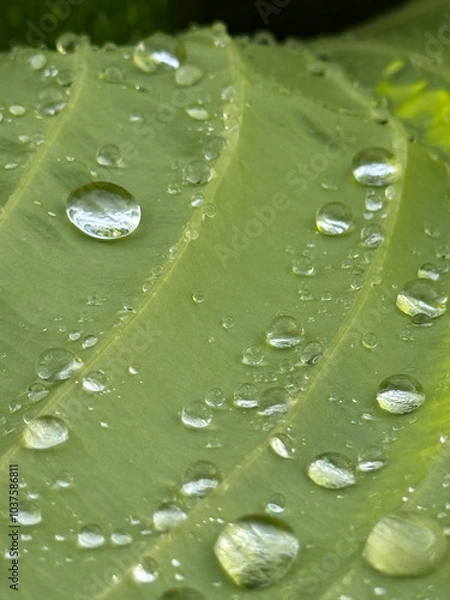 Obraz macro dew leaf