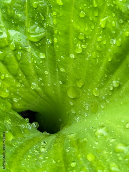 Obraz dewy leaf macro