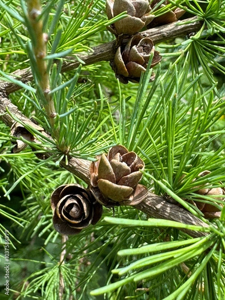 Obraz pine bough bud