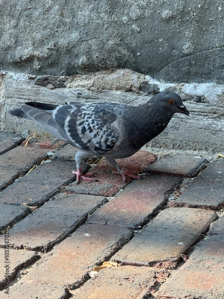 Obraz pigeon