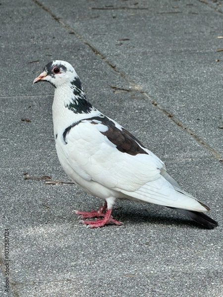 Obraz white pigeon
