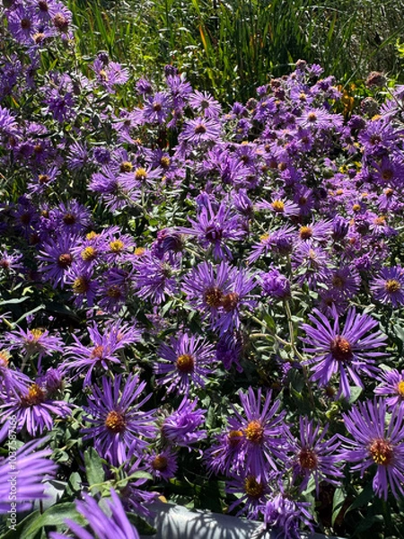 Fototapeta purple flower garden