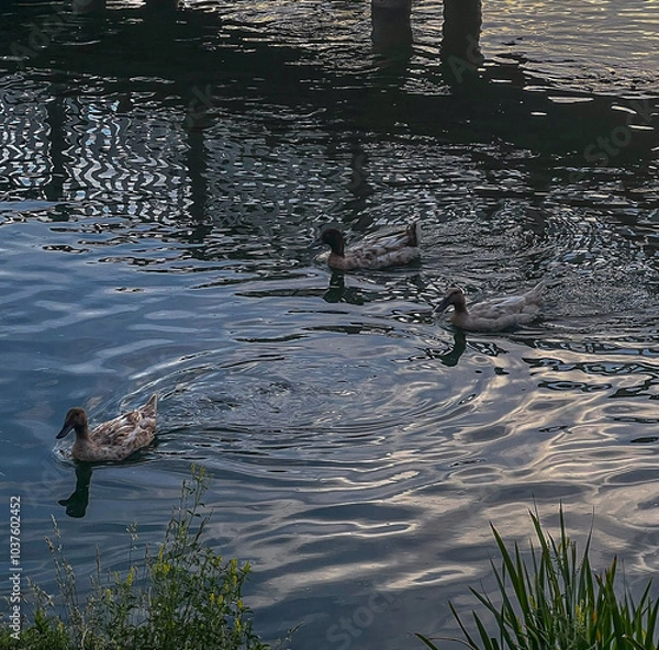 Obraz Illuminati Ducks