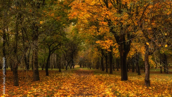 Fototapeta Vibrant autumn golden colors. city park with colorful lush trees along the alley strewn with bright fallen leaves on an October day in good weather. beautiful side view in 16x9 format
