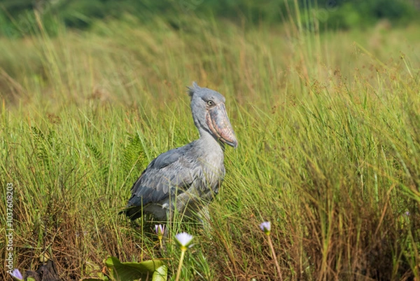 Obraz The shoebill (Balaeniceps rex)