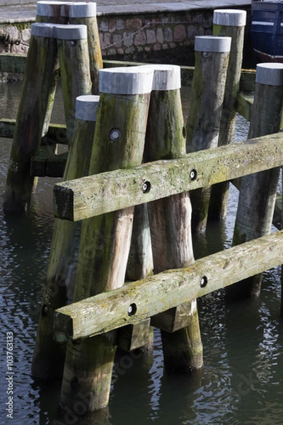 Obraz Dalben im Morgenlicht