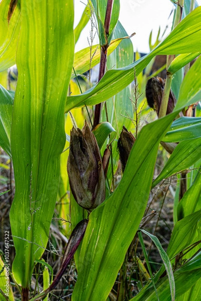 Obraz Corn field, corn cobs, corn ripening