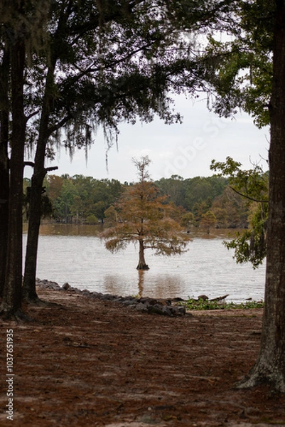 Obraz On the Water, Through the Trees